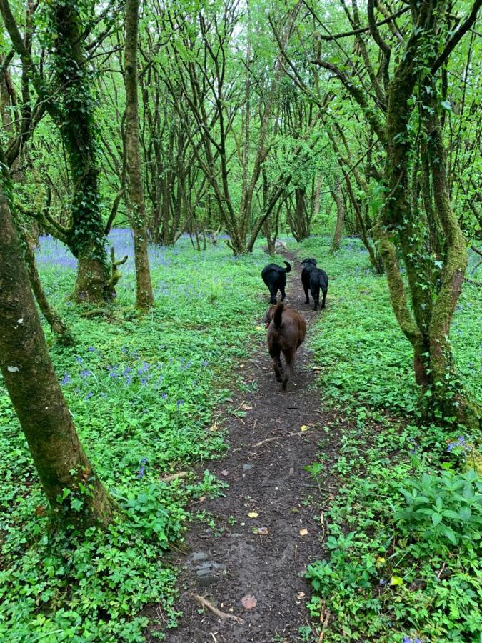 Kabin In The Woods Llandybie Exterior foto