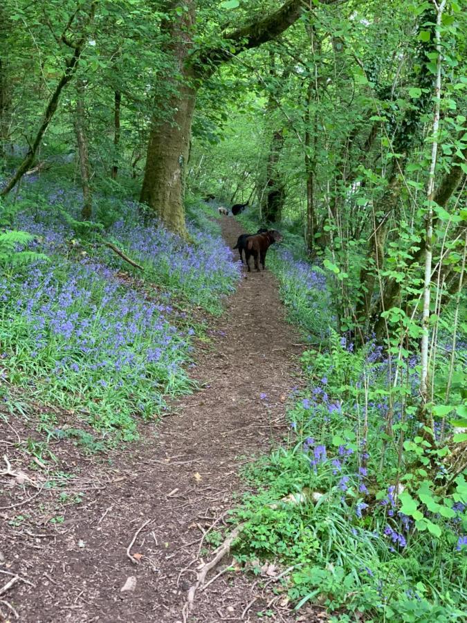 Kabin In The Woods Llandybie Exterior foto